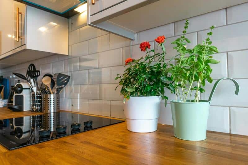 plantes en pot dans une cuisine